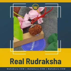 Real Rudraksha